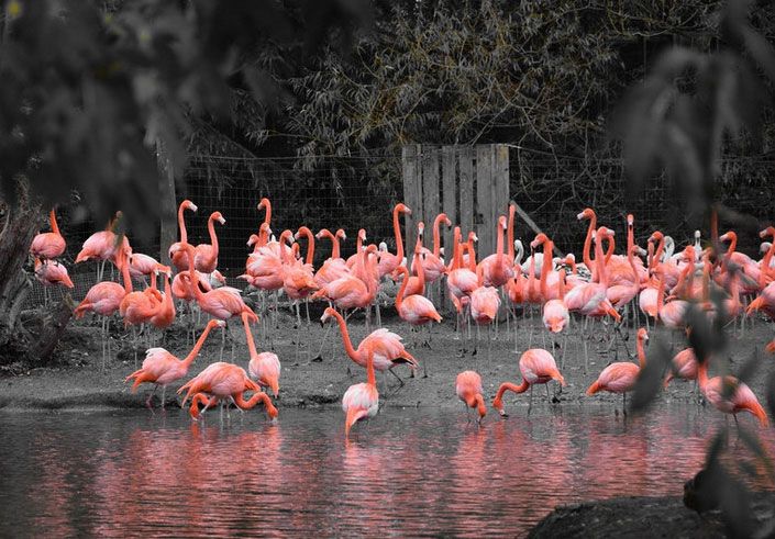 tall steel flamingo garden statue