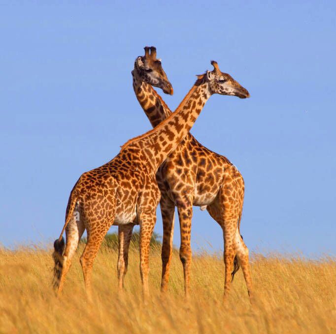 kissing giraffe statue